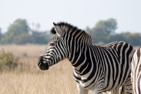kombinační hlavolam Zebra vodu nepije
