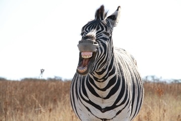 Zebra aneb Einsteinův hlavolam